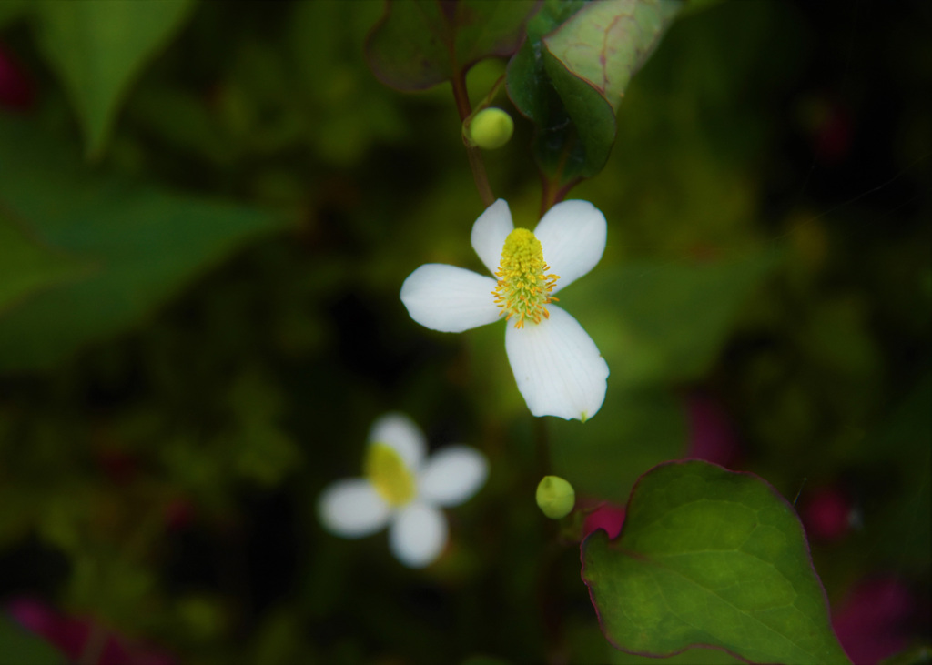 どくだみ草が咲きました