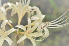 白い彼岸花