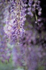 DSC_6340 