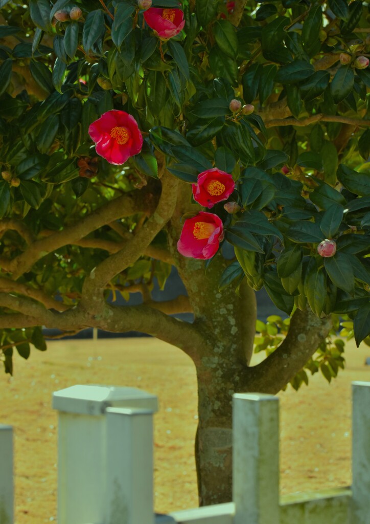 椿の花