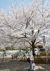 桜の木の下で甘える