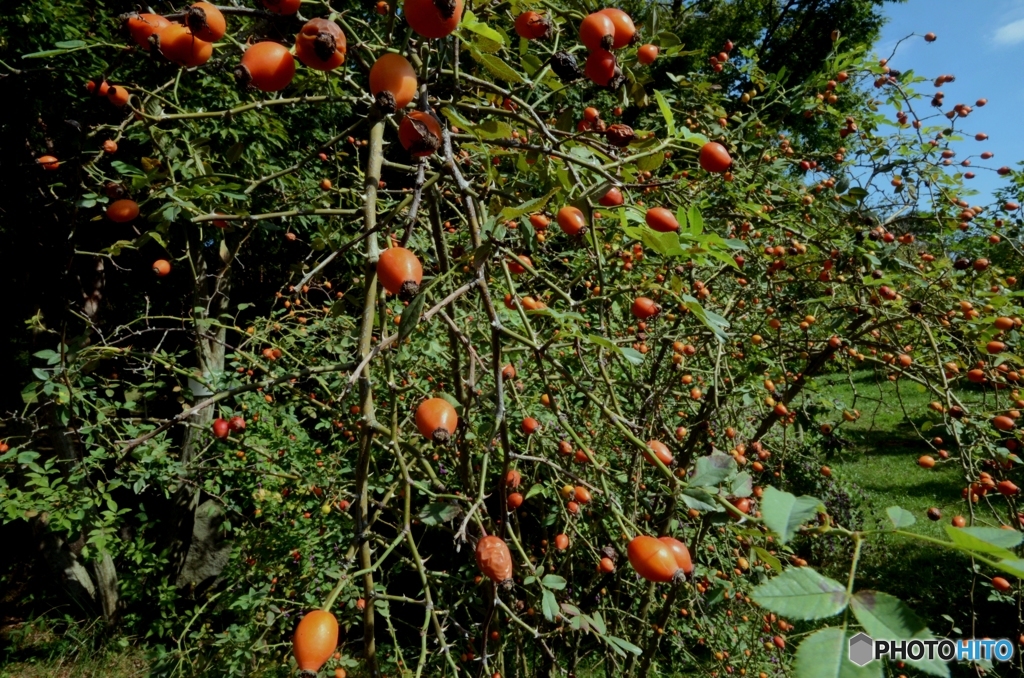 薔薇の実