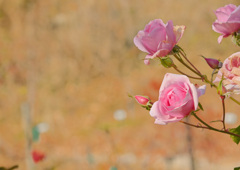 DSC_2788
