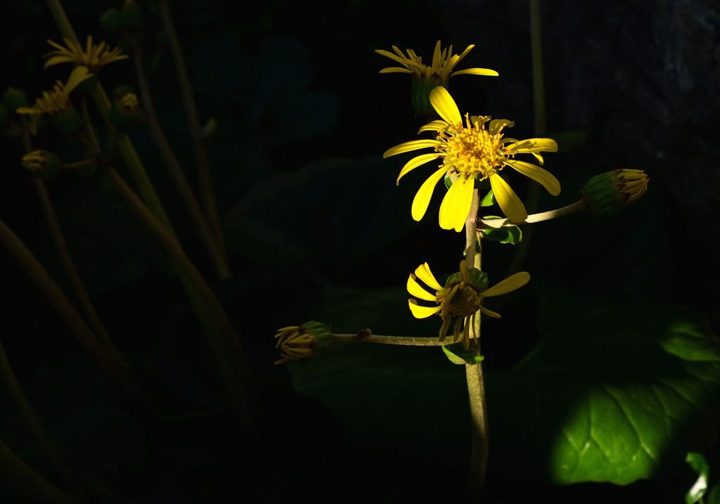 ツワブキの花