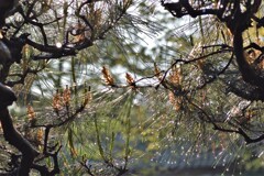 よく見えない蜘蛛の巣