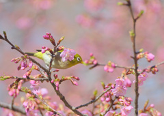 花かんざし
