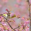 花かんざし