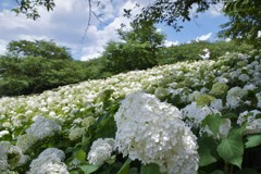 アナベル撮る人