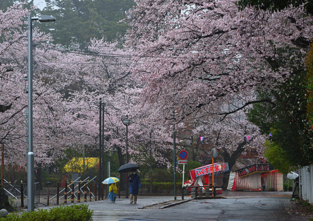 雨降りの桜祭り
