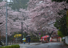 雨降りの桜祭り