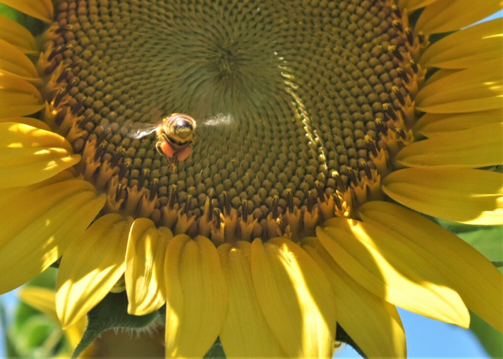 スターウォーズ