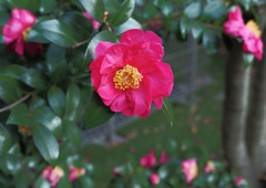 赤く咲く花