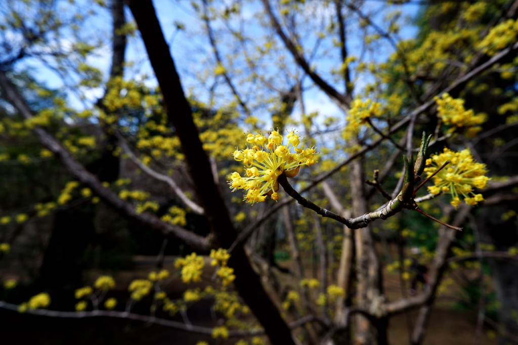 DSCF7007