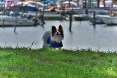 DSCF4103