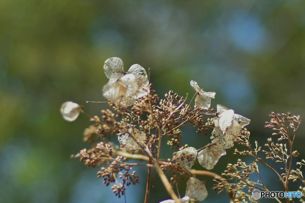DSC_5153「春紫陽花」
