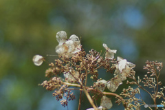 DSC_5153「春紫陽花」