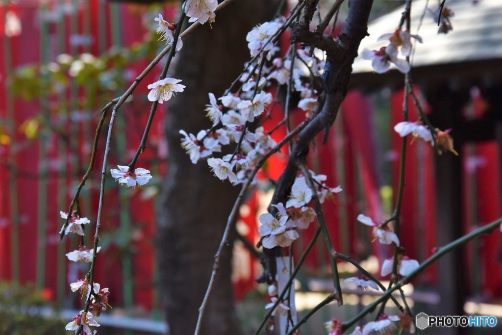 DSC_5404「うめ」