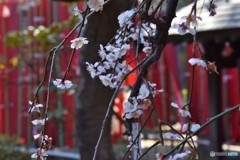 DSC_5404「うめ」