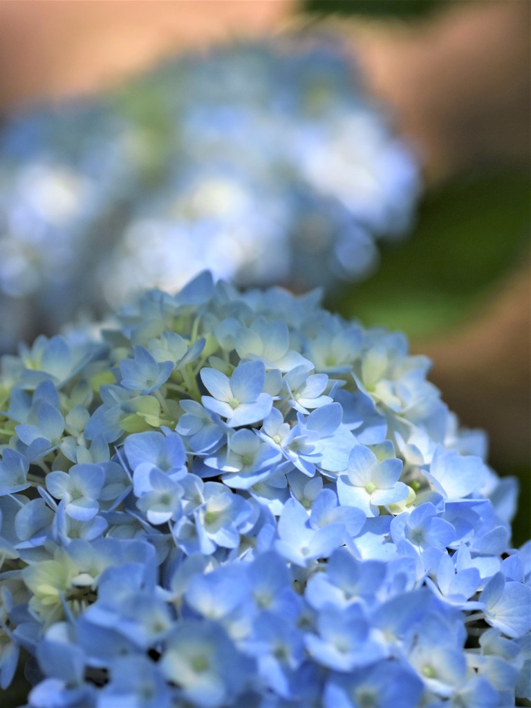 紫陽花の季節になりました