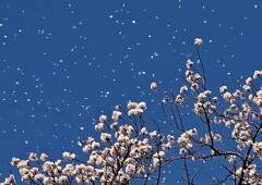 花吹雪