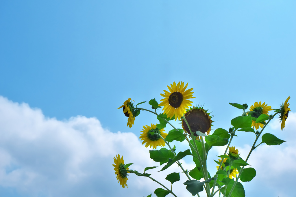 あつくなりました・・・