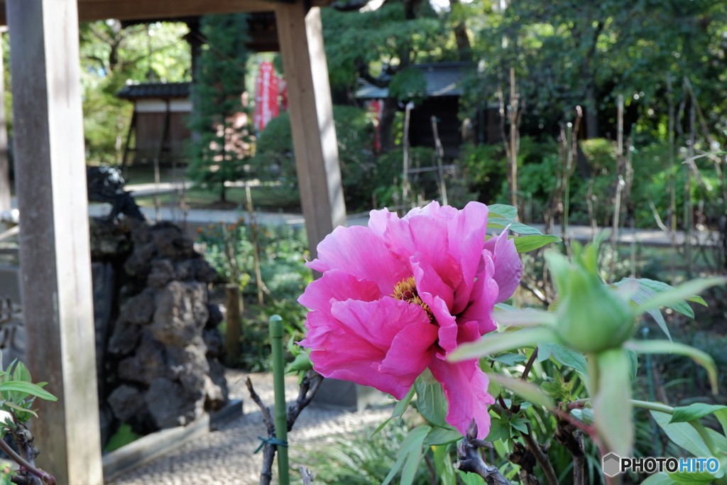 11月に牡丹が？