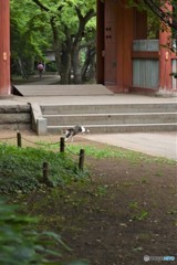 DSC_8455「猫が跳ねる昼下がり」