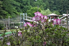DSCF7244