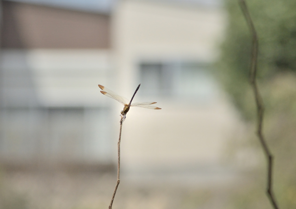 DSC_3163