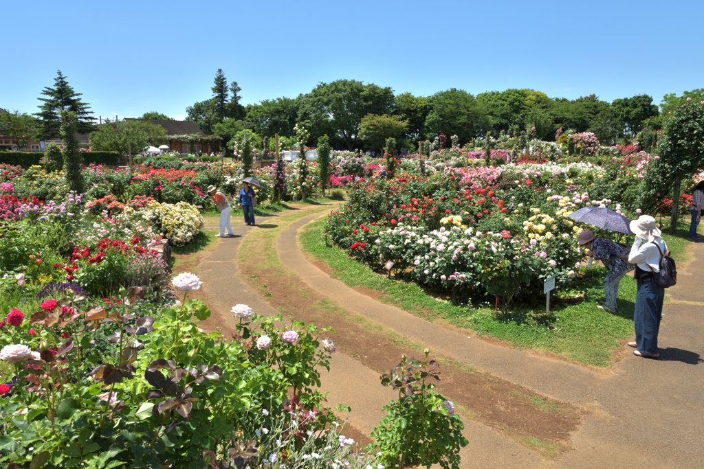 薔薇園
