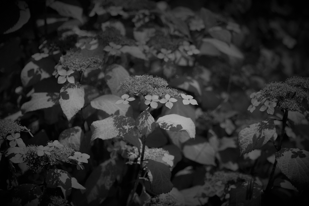 DSC_7140「黒白」