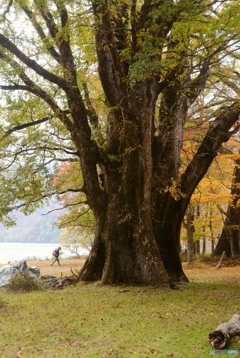 中禅寺湖の秋　２