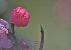 DSC_2000