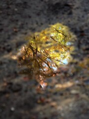 水溜まりの秋