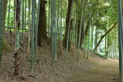 竹林