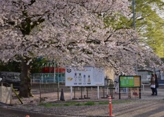 桜が綺麗な駐車場