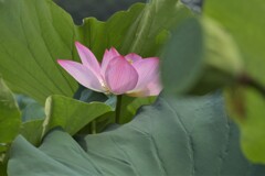 オイ・かぶるな