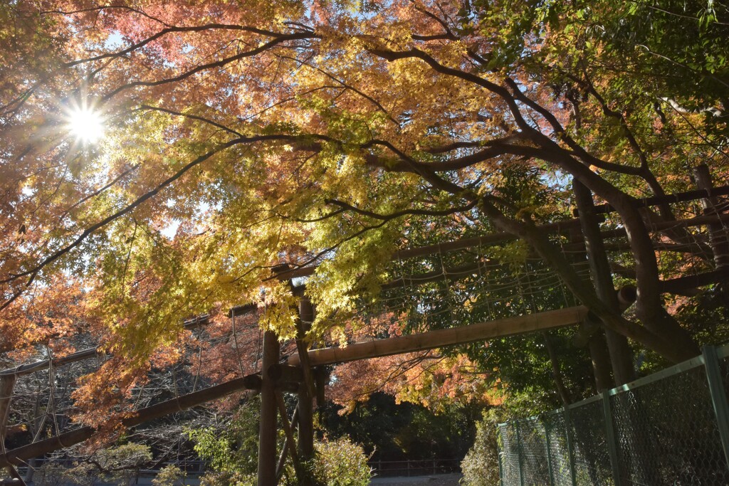 アスレチックの休日
