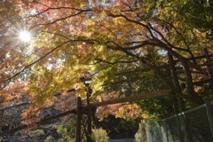 アスレチックの休日