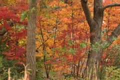 理科大キャンパス内