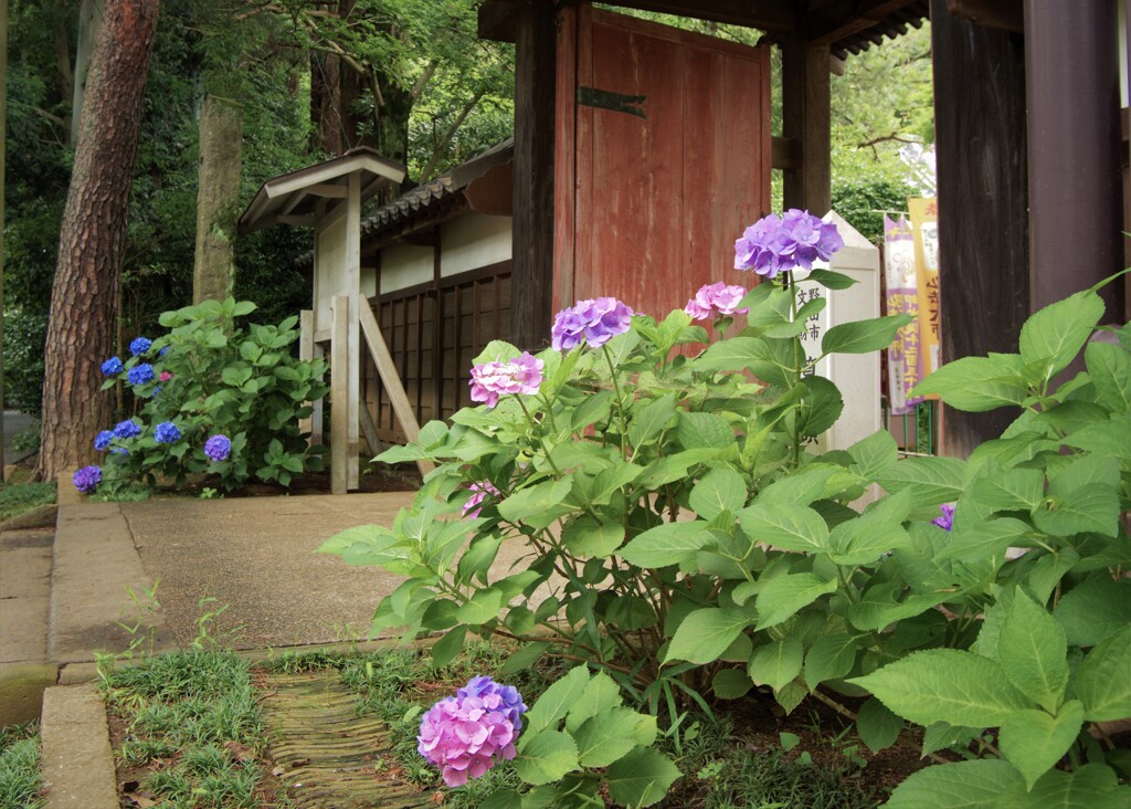 門前のあじさい