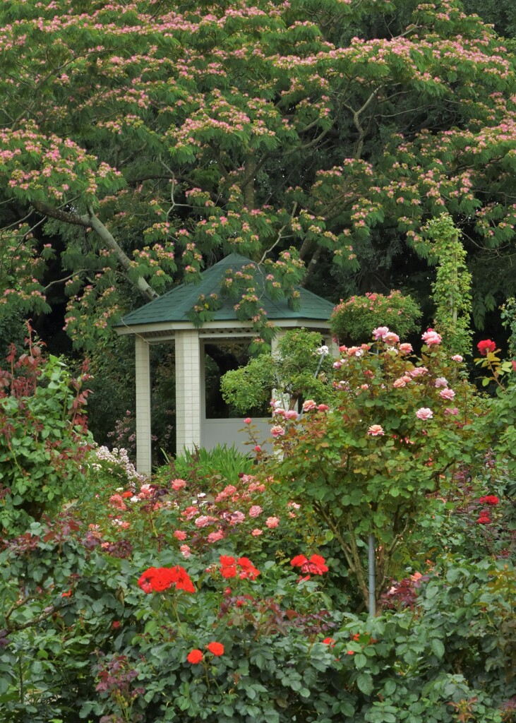 薔薇園にて
