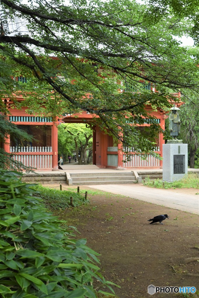 DSC_8454「カラスのいる昼下がり」