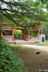 DSC_8454「カラスのいる昼下がり」