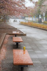 雨に散る