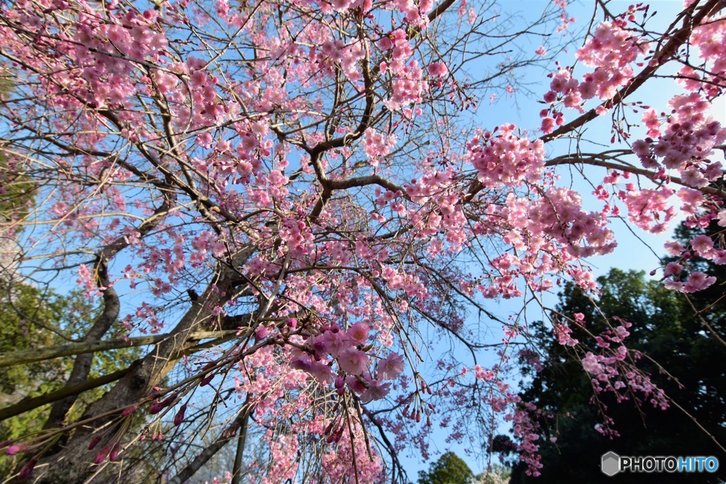 しだれ桜