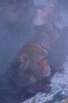湯けむりの中に・・