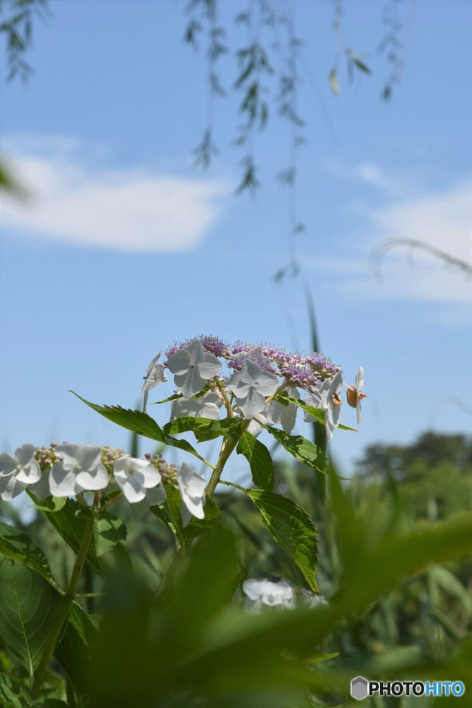 DSC_8659「季節は紫陽花」