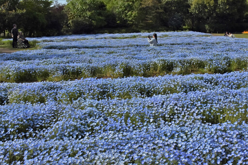 ネモフィラ