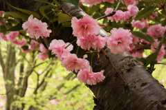 八重桜